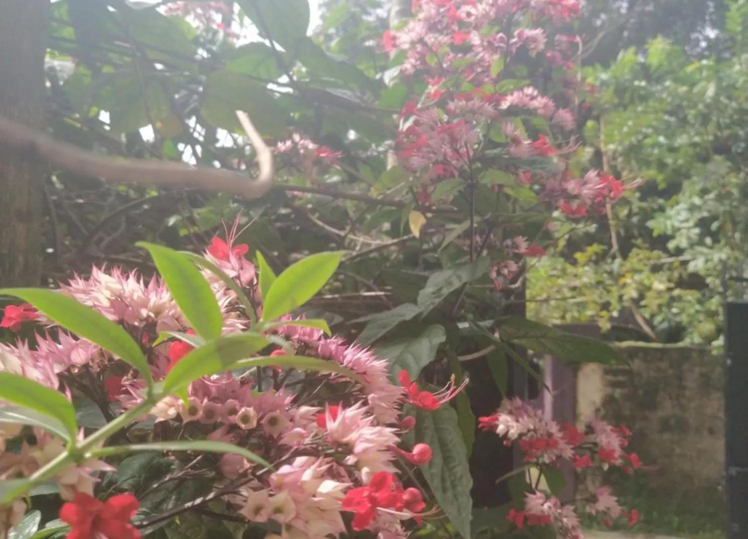 Bed & Breakfast Paradise Inn Guest House Alappuzha India